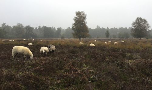 Sheep grazing in a field