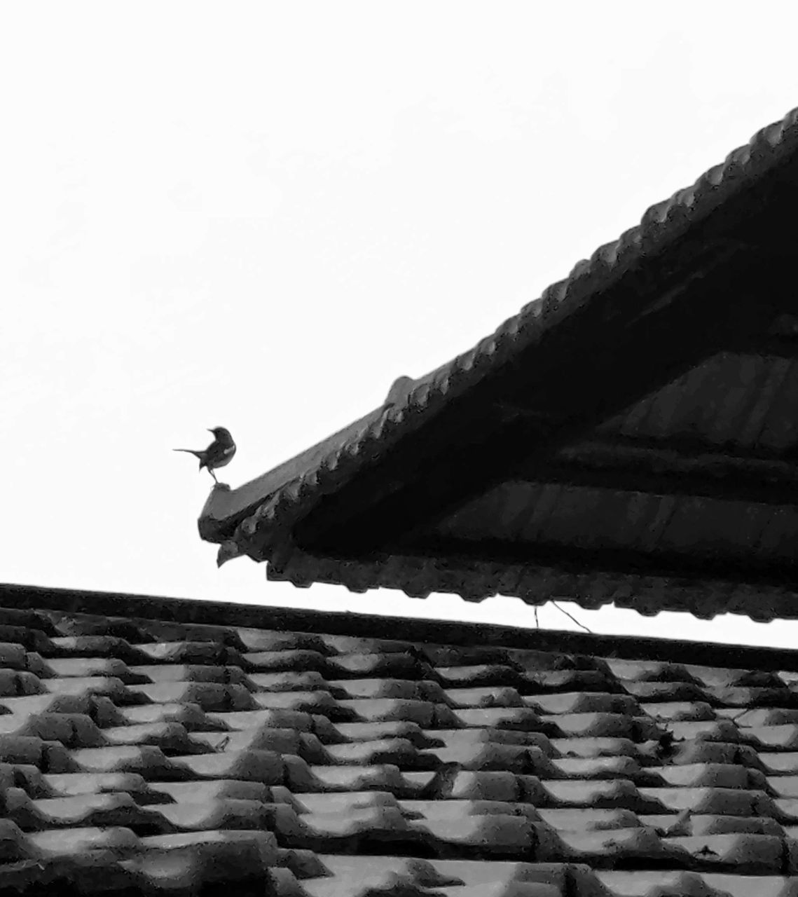 LOW ANGLE VIEW OF A BIRD ON ROOF