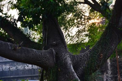 Low angle view of tree by lake in forest