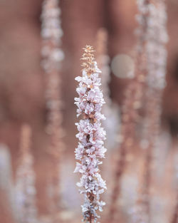 Close-up of white flower hanging on plant