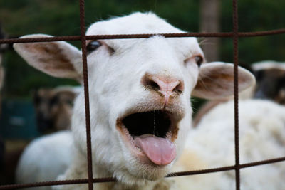 Close-up of cow