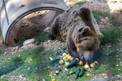 European brown bear in captivity in the enclosed wildlife area, eating fruit and vegetables.