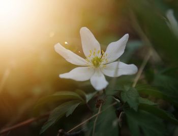 Close-up of white flowering plant