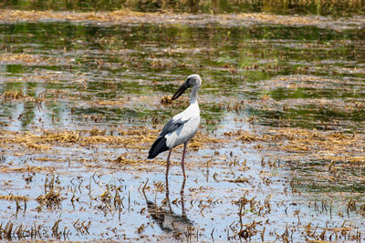 Bird in a lake