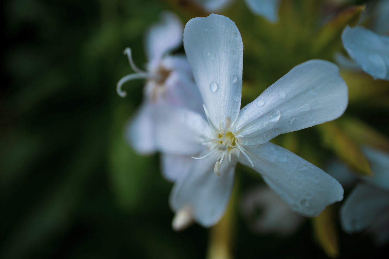 CLOSE-UP OF WET PURPLE FLOWERING PLANTS