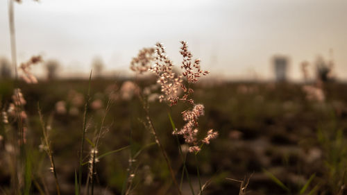 Close-up of flowering plants on field