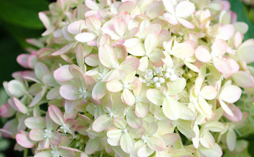 Close-up of pink flowers blooming outdoors