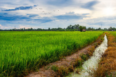 Scenic view of agricultural field against sky
