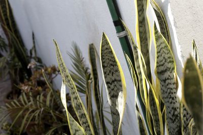 Close-up of plants growing on field