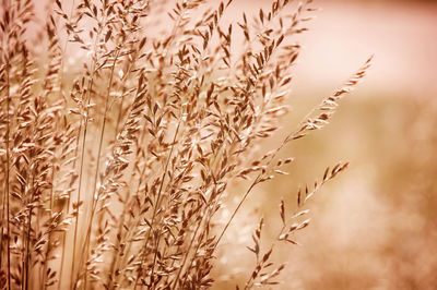 Close-up of wheat field