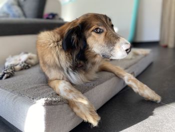 Close-up of a dog looking away