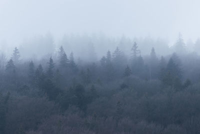 Trees in forest