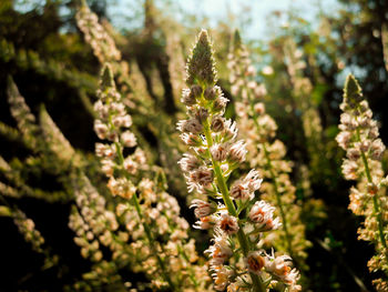 Close-up of plant