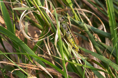 Close-up of insect on plant