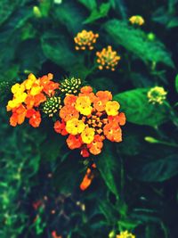 Close-up of fresh orange flowers blooming in garden