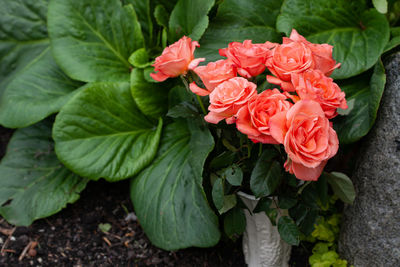 High angle view of rose bouquet