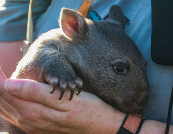 Baby wombat