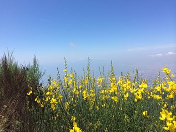 Yellow plants against clear sky