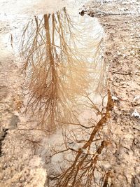 Close-up of dry plants on land