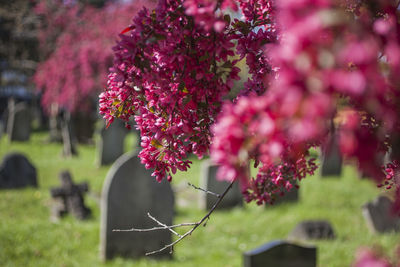 Close-up of pink flowering plant in field