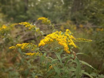 Close-up of yellow flowering plant on field