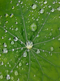 Full frame shot of wet leaves