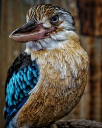 Close-up of an australian kookaburra bird