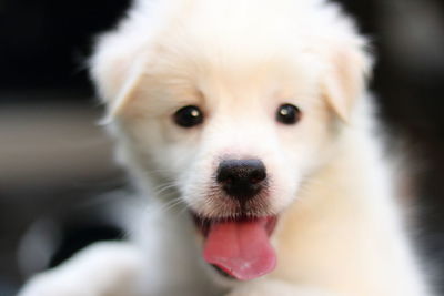 Close-up portrait of dog