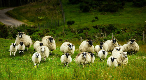 Flock of birds on field