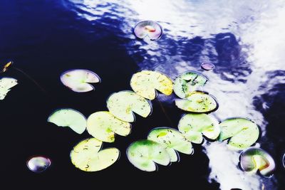 Close up of water lily