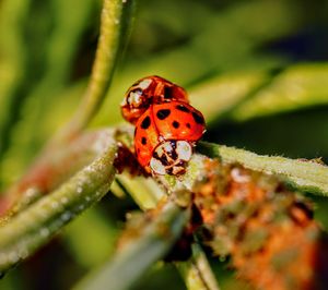 Close-up of ladybug on leaf