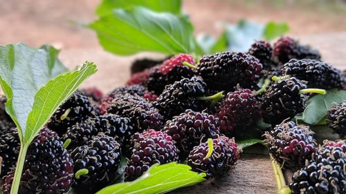 Close-up of fruits growing on table