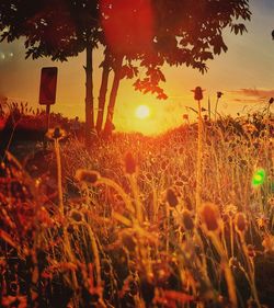 Plants growing on field against sky during sunset