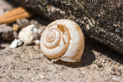 Close-up of snail on rock