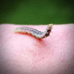 Close-up of hand holding small insect