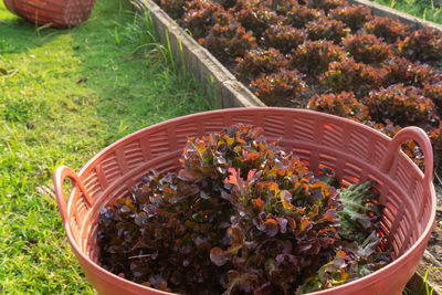 High angle view of potted plants in basket