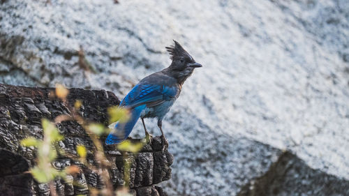 Bird perching on rock