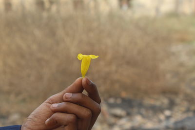 Close-up of hand holding yellow flower