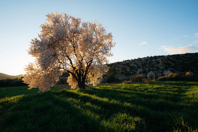 Tree on field against sky
