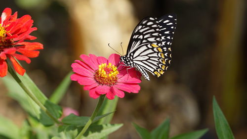 Close-up of butterfly pollinating on flower