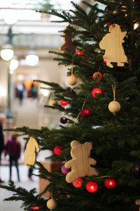 Close-up of christmas tree