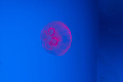Close-up of jellyfish swimming underwater