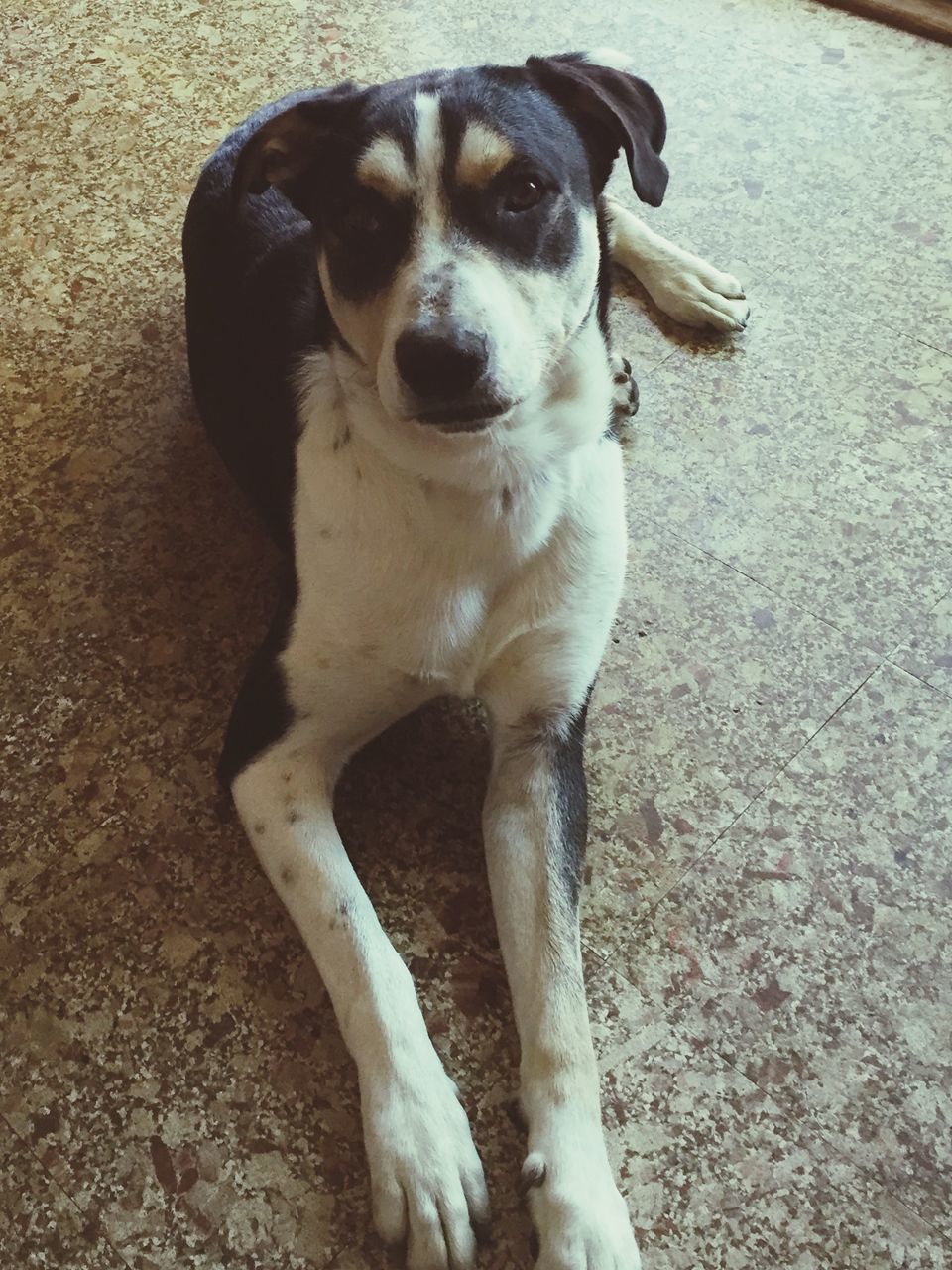 animal themes, one animal, dog, domestic animals, pets, mammal, high angle view, portrait, animal head, no people, looking at camera, day, outdoors, close-up, zoology, street, pet collar, standing, nature