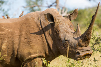 Rhinoceros standing on field