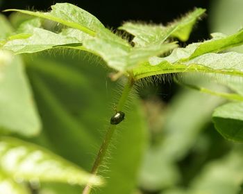 Close-up of insect on leaf