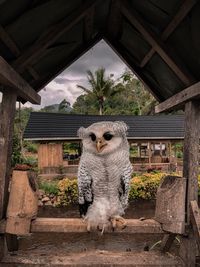 One of the most beautiful types of owls in indonesia