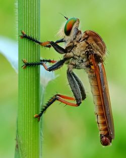 Close-up of insect