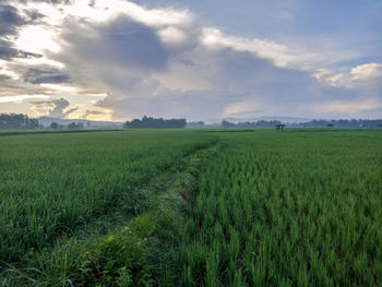 Scenic view of agricultural field against sky