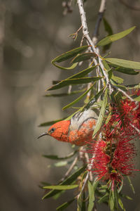 Close-up of bird on plant