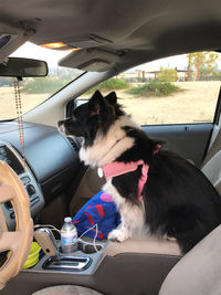 Dog sitting in car